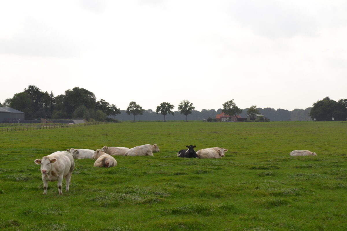 Blog: het biologische rundvlees van Slagerij Bührs